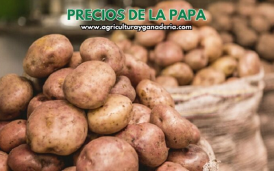 Precios mayoristas de la papa en la central de abastos de Bogotá