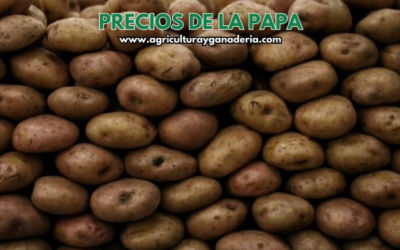 Precios mayoristas de la papa en la central de abastos de Bogotá