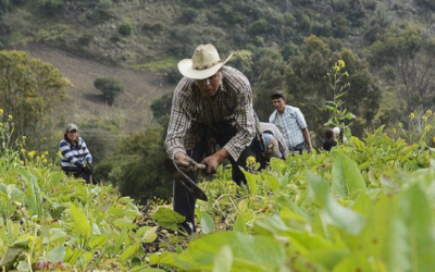 El campo encarece la mesa: el costo del abandono productivo