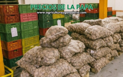 Precios mayoristas de la papa en la central de abastos de Bogotá