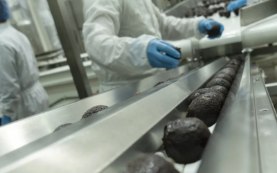 Avocados del Quindío cumplen tres años y se consolidan como planta exportadora