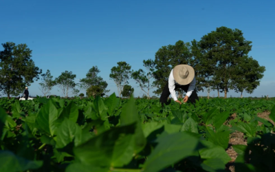 Tecnología de regulación de la dinámica radicular para mejorar plantas desde la raíz