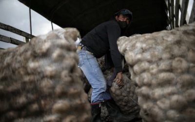 Solo la papa sube de precio esta semana: así se comporta la canasta familiar en Colombia