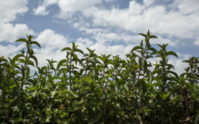 Gran foro de agricultura para exportación el próximo 28 de noviembre en Paipa, Boyacá