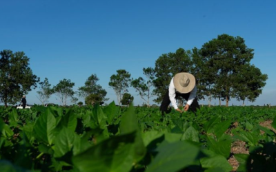 La jurisdicción agraria… otra vez