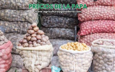 Precios mayoristas de la papa en la central de abastos de Bogotá