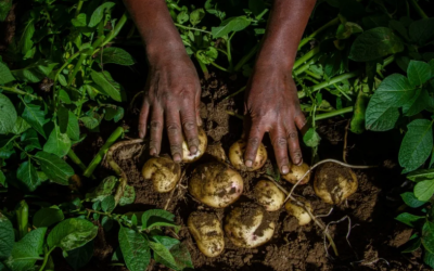 Postobón y Frisby lanzan ‘Raíces Futuras’, para la formación de 200 jóvenes rurales