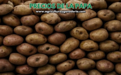 Precios mayoristas de la papa en la central de abastos de Bogotá