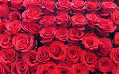 Bacteria colombiana ayudaría a las rosas a “sacarse la espinita” de hongo dañino