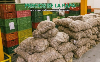 Precios mayoristas de la papa en la central de abastos de Bogotá