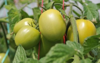 Estiércol de cerdo y bacterias, aliados para la producción sostenible de fertilizantes