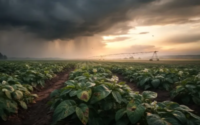Cuando el clima se vuelve hostil: cómo el cambio climático está potenciando las plagas y enfermedades de la papa