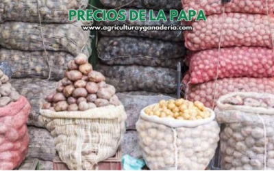 Precios mayoristas de la papa en la central de abastos de Bogotá