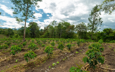 Consejos del profesor Yarumo: encalamiento, renovación y siembra de alimentos