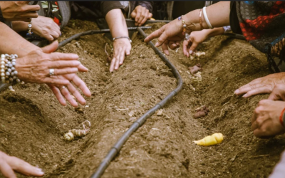 Bancos de semillas, sitios relevantes para preservar la diversidad genética