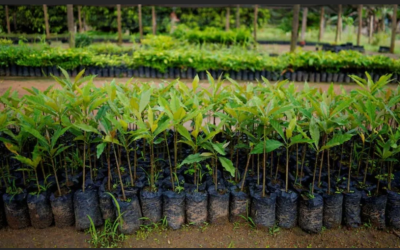 El carbono negativo logra mostrar algunos de los límites de los planes climáticos