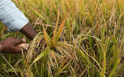 Bacterias del arroz protegerían cultivos y aumentarían el peso de los granos