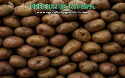 Precios mayoristas de la papa en la central de abastos de Bogotá