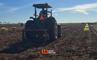 México: Las importaciones estadounidenses de papa están perjudicando a los productores locales