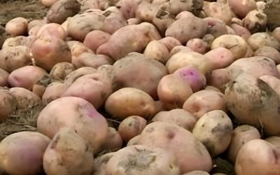 Colombia: El bajo uso de semillas certificadas de papa y otros cultivos genera preocupación