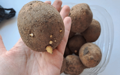 La brecha del sabor: cuando el éxito agronómico no se traduce en calidad culinaria