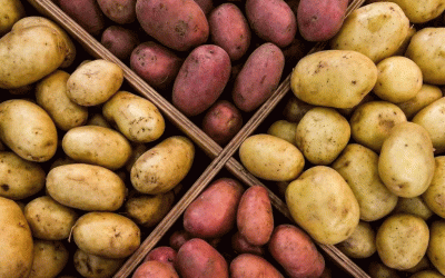 Más allá del rendimiento: reevaluación de la calidad de la papa y la variedad “más sabrosa del mundo” de Don