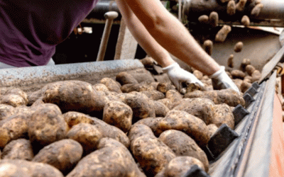 Navegando la recesión: Perspectivas estratégicas para la temporada de contratos de papa de 2025