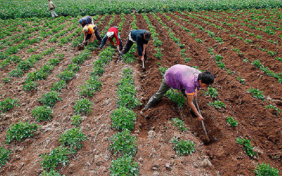 La Jurisdicción Agraria: un proyecto atascado que amenaza la propiedad privada